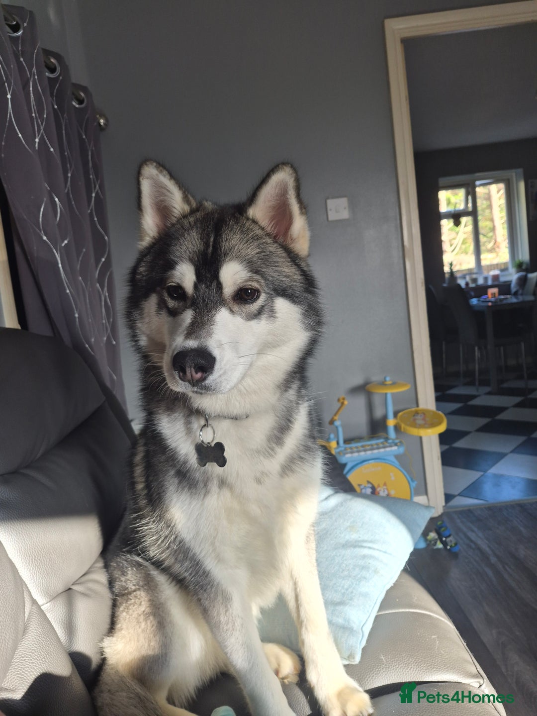 Siberian Husky dogs for sale: 9 month old siberian husky - Advert 1