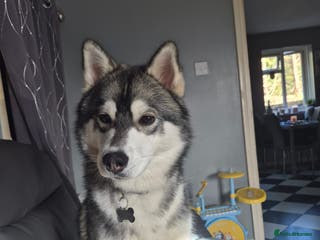 Siberian Husky dogs 8 month old siberian husky - Advert 1