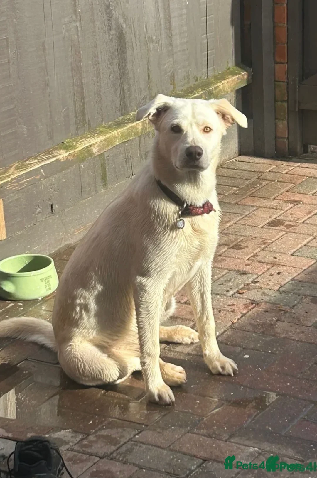 Mixed Breed dogs for sale: Ralphie in Skegness - Advert 2