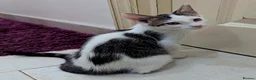 Mixed Breed cats for sale: Adorable & Extremely Affectionate Male Kittens - Advert 9