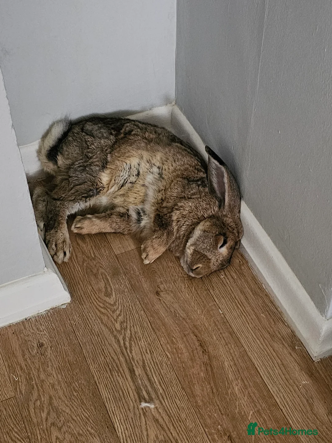 Continental Giant rabbits for sale: Two continental giants  - Advert 3