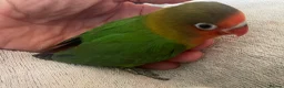 Lovebirds birds for sale: Hand reared baby lovebirds - Advert 9