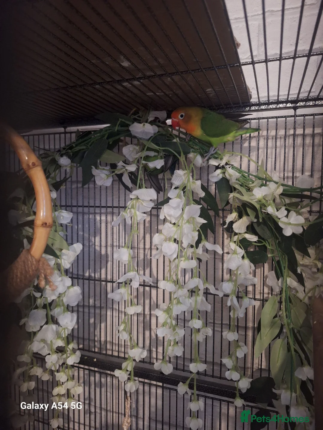 Lovebirds birds for sale: Lovebird breeding pair for sale in Basildon - Advert 2