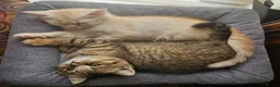 Scottish Fold cats for sale: Adorable Scottish Fold Straight Ear Tabby Kittens  - Advert 10