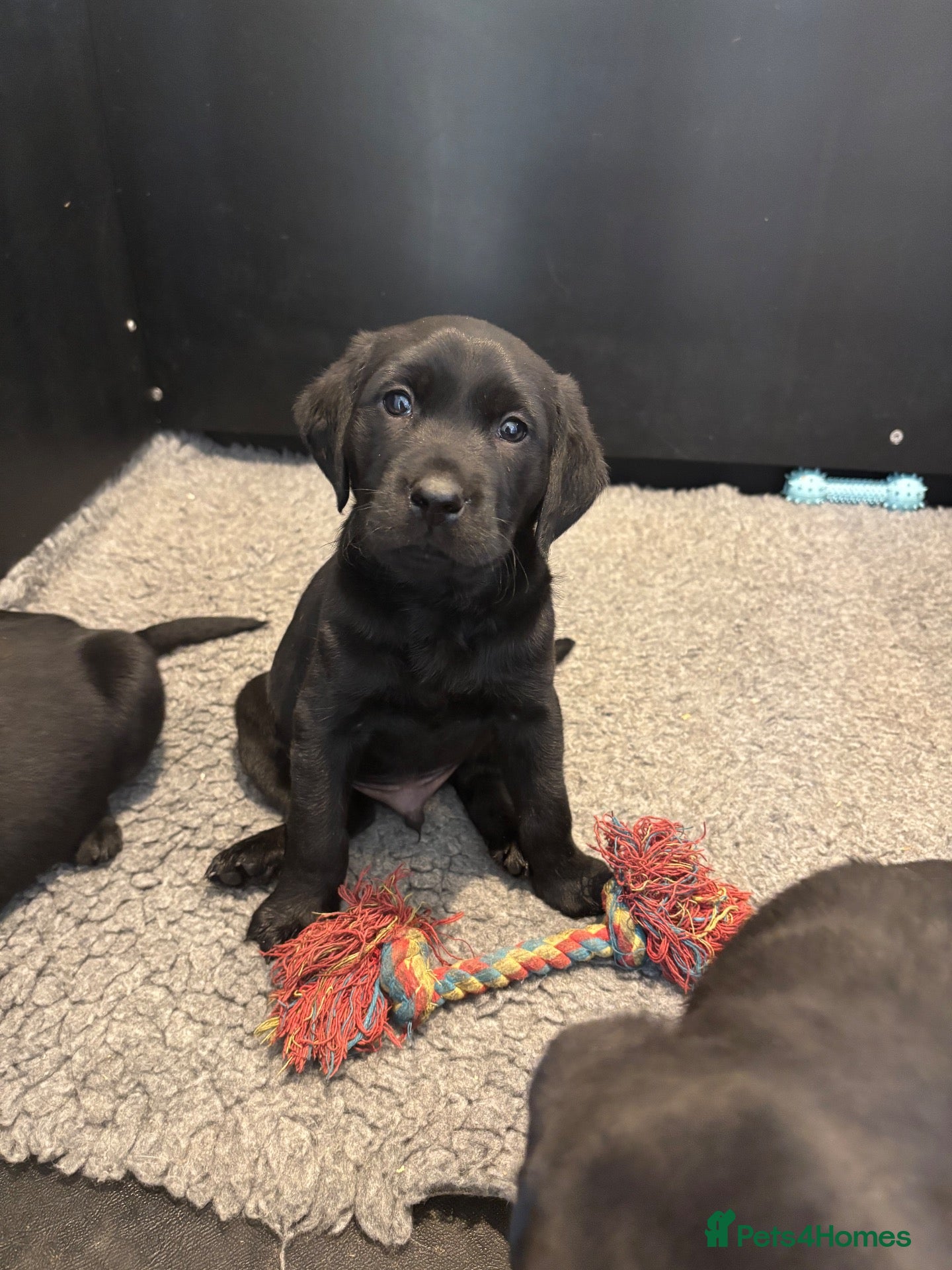 Labrador Retriever dogs for sale: Last boy remaining KC Reghealth tested parents 🐾 - Advert 16