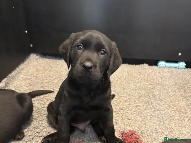 Labrador Retriever dogs for sale: Last boy remaining KC Reghealth tested parents 🐾 - Advert 16