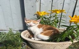 Mixed Breed cats for sale: 2 ginger and white sister cats (going together) - Image 4