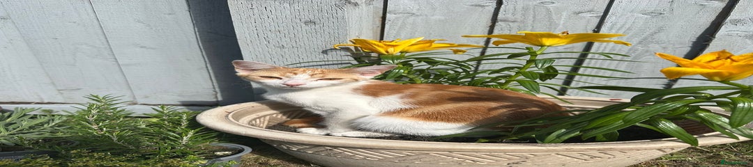 Mixed Breed Kitten 1