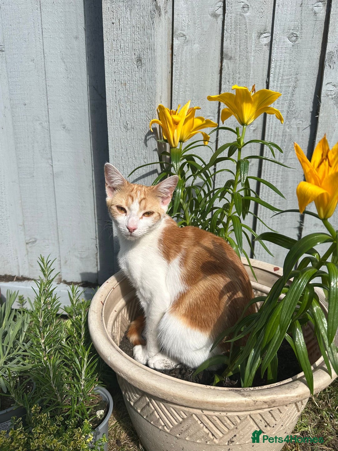 Mixed Breed cats for sale: 2 ginger and white sister cats (going together) - Image 4