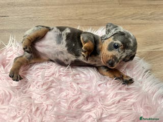 Dachshund dogs Dachshund puppies for sale - Advert 3
