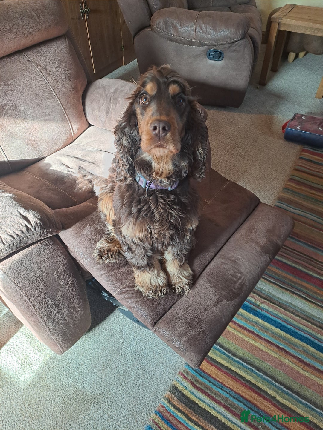 Cocker Spaniel dogs for sale: Quality Show Cocker Spaniel Puppies  - Advert 5