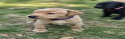 Labrador Retriever dogs for sale: Adorable KC registered Labrador puppies  - Advert 23
