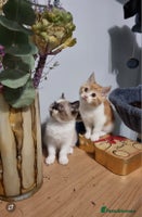 Persian cats - Advert 2