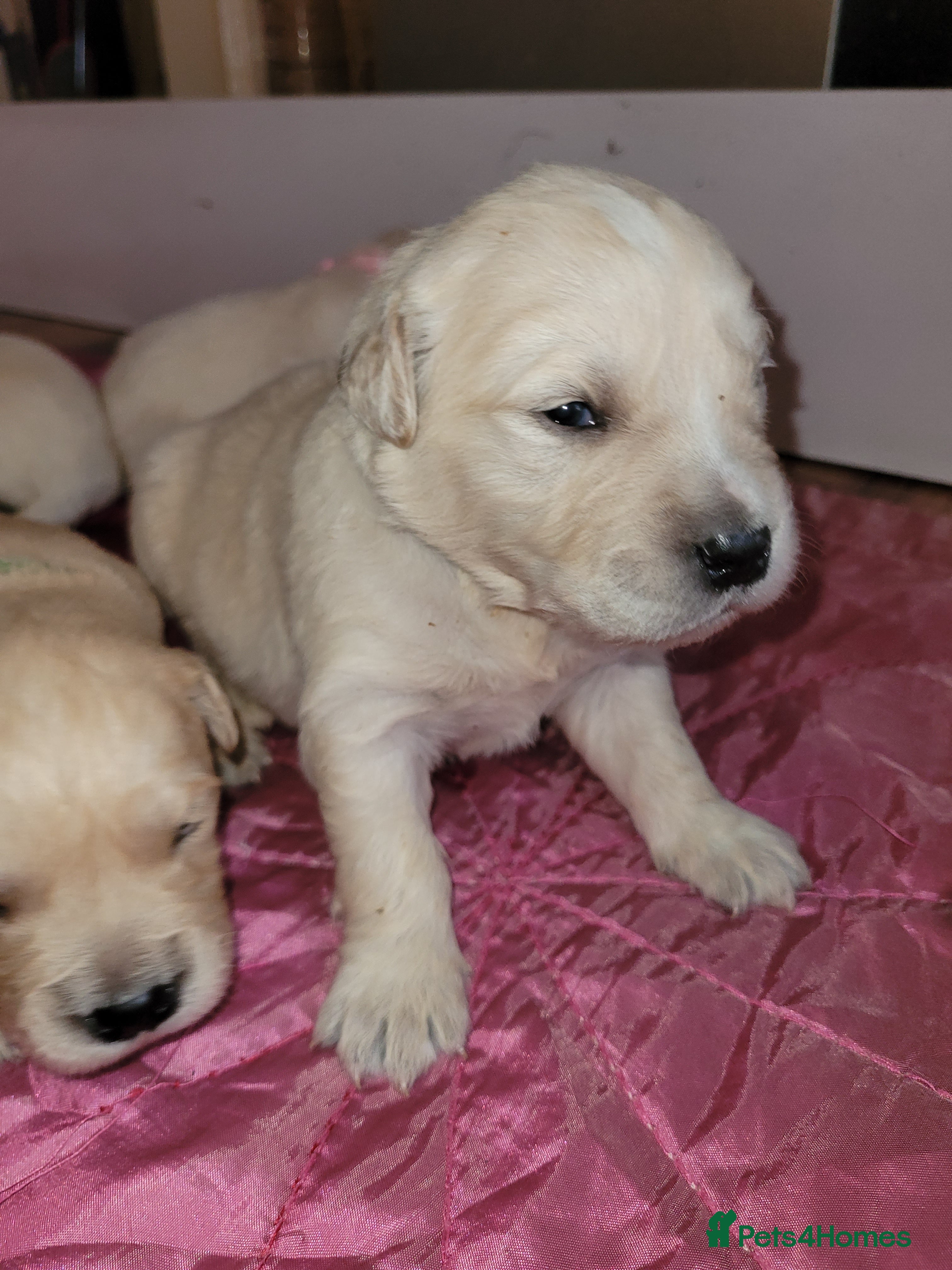 Golden Retriever dogs Golden Retriever - Advert 2