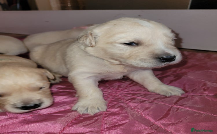 Golden Retriever dogs - Advert 3