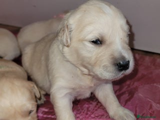 Golden Retriever dogs - Advert 3