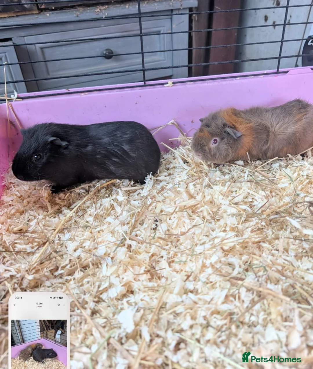 Guinea Pig rodents for sale: Lovely guinea pigs - Advert 4
