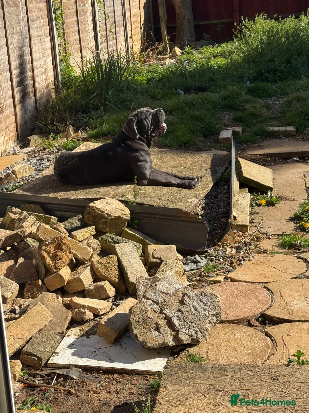 Cane Corso dogs for sale: Famale Cane Corso Named Boo - Advert 1