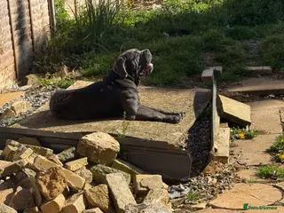 Cane Corso dogs Famale Cane Corso Named Boo - Advert 11