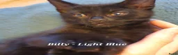British Shorthair cats for sale: Pure Black British Shorthair Kittens in Dudley - Advert 13