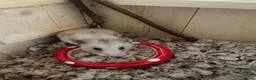 Hamster rodents for sale: Free Syrian Hamster, comes with Toys, Bowl etc in Manchester - Advert 1