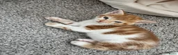 Mixed Breed cats for sale: Gorgeous ginger kittens  - Advert 3