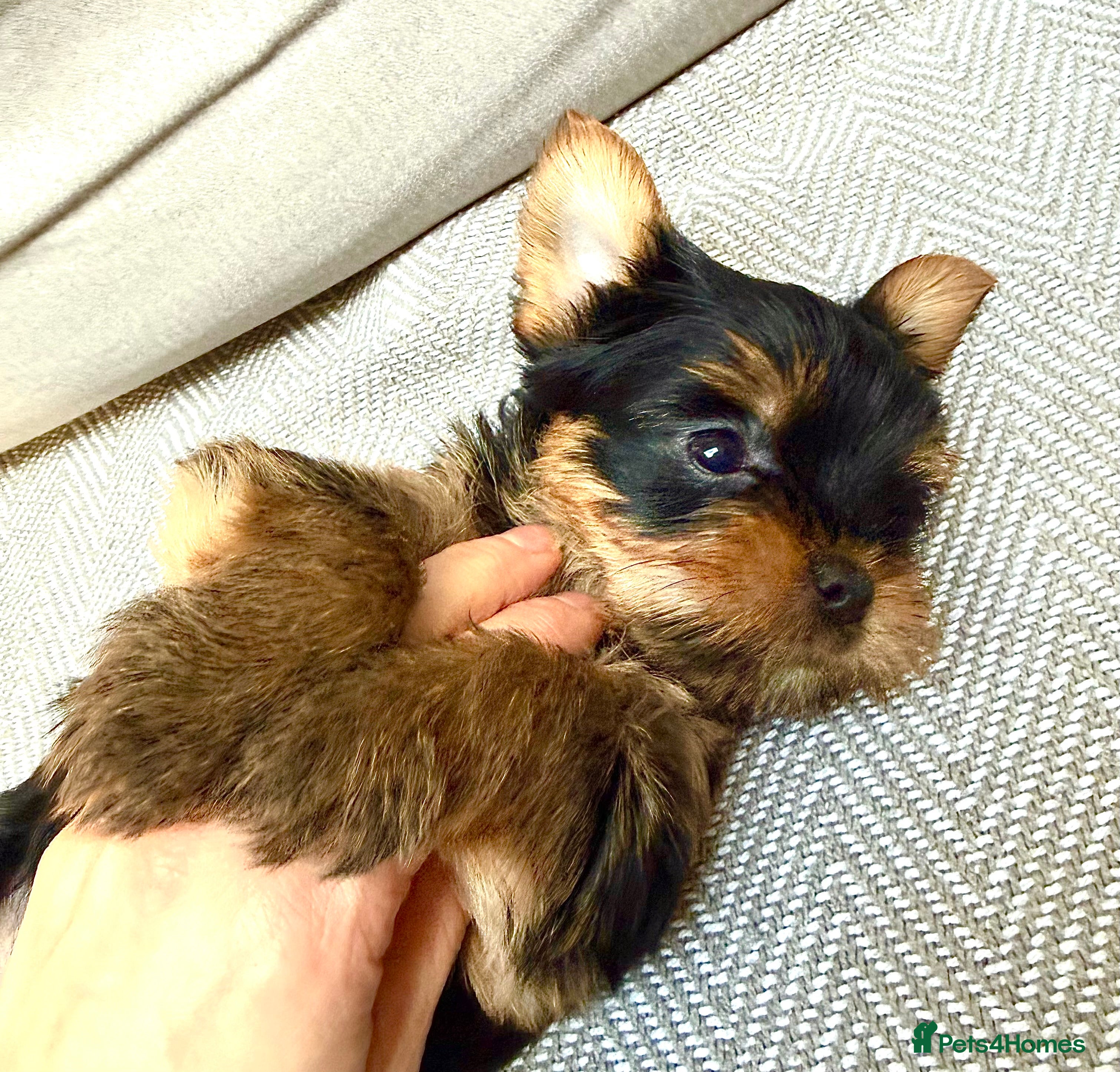 Yorkshire Terrier dogs ❤️ Only Boy Left - £900  Yorkshire Terrier - Advert 7