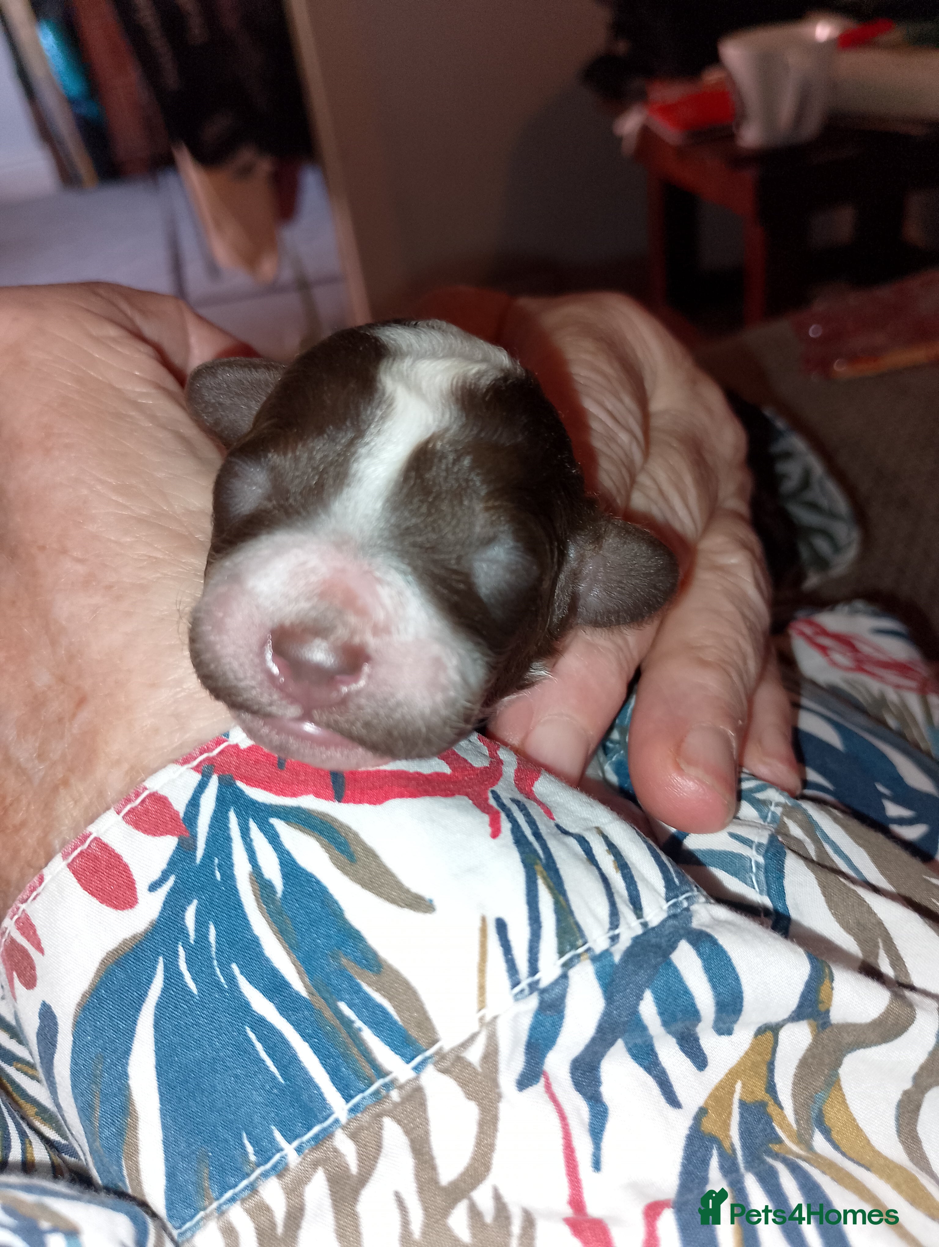 Mixed Breed dogs 3 miniature poodle puppies 2 boys 1 girl. - Advert 2