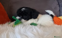 Cockapoo dogs for sale: Best Friend Sofa Companions 🥰 Fully vaccinated  - Image 15