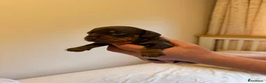 Miniature Dachshund 1