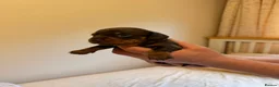 Miniature Dachshund dogs for sale: BEAUTIFUL MINI DACHSHUNDS  in Melrose - Advert 11