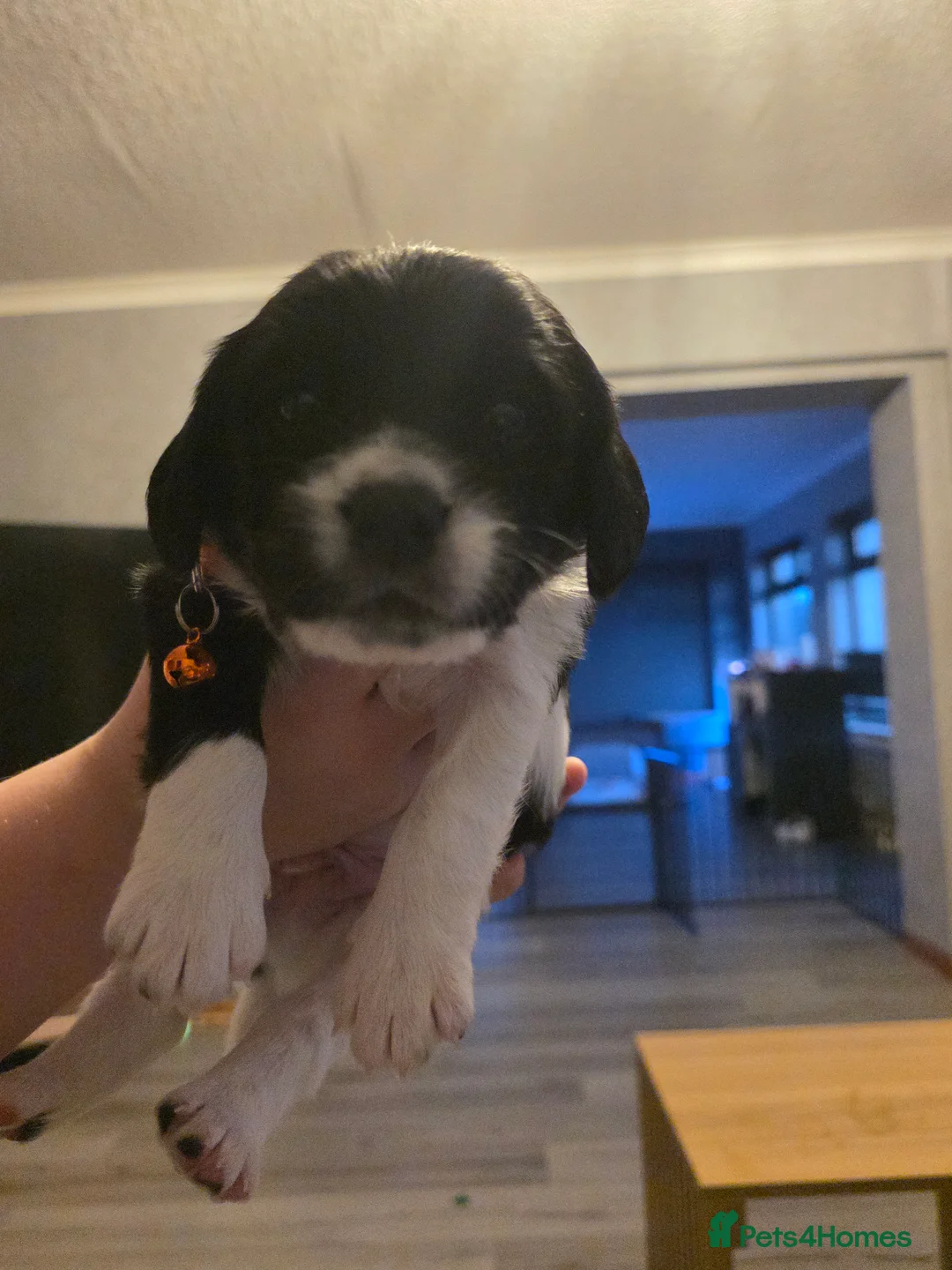 Mixed Breed dogs for sale: king charles cavalier x springer spaniel in Turriff - Advert 6