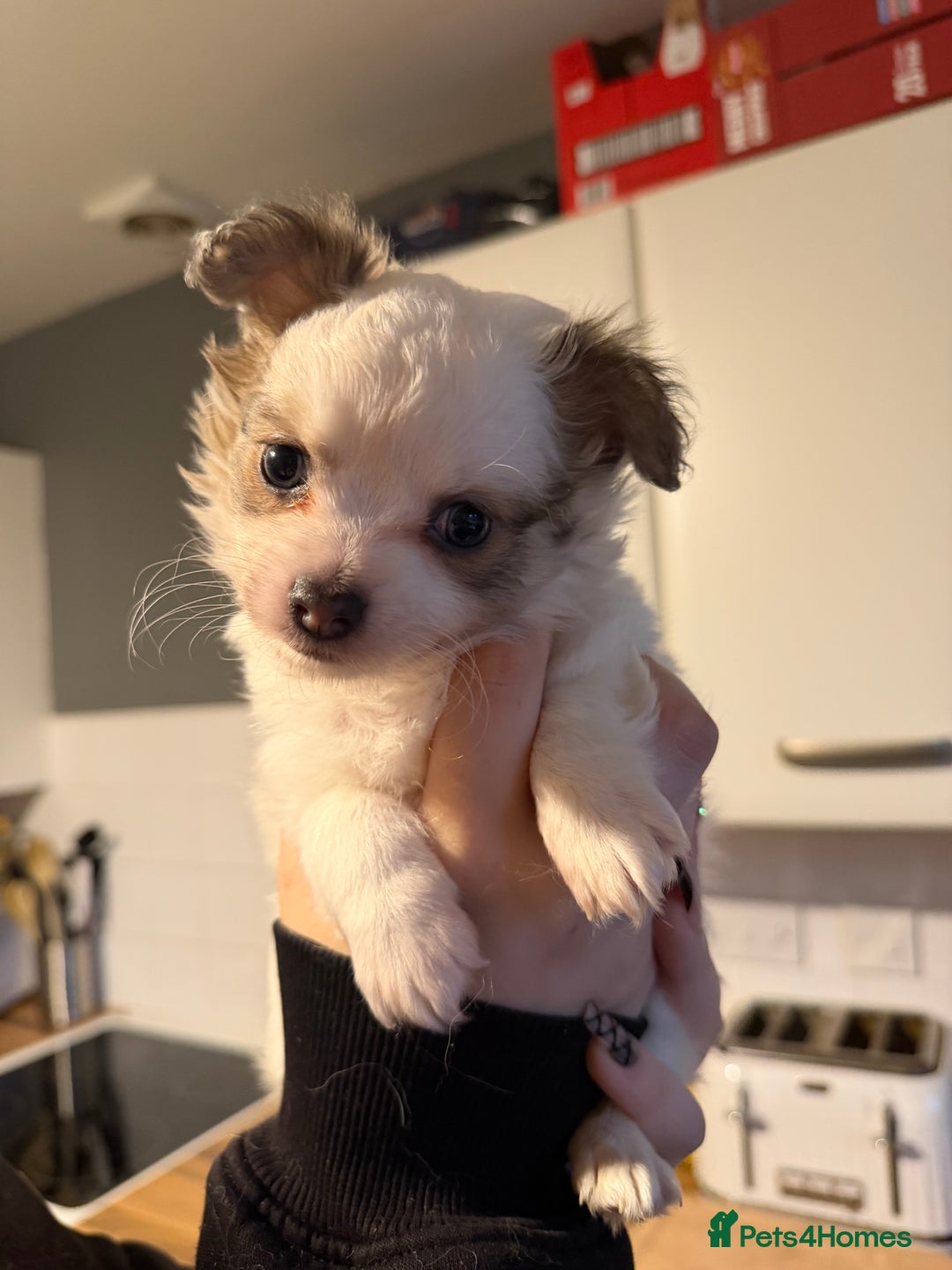 Pomchi dogs for sale: Pomchi puppies *ready now * - Advert 7