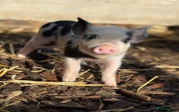 Pig livestock for sale: Stunning Mini Pigs - Image 16