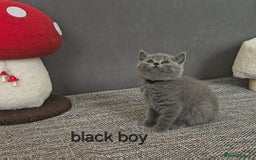 British Shorthair cats for sale: British Shorthair (last girl left) - Image 17