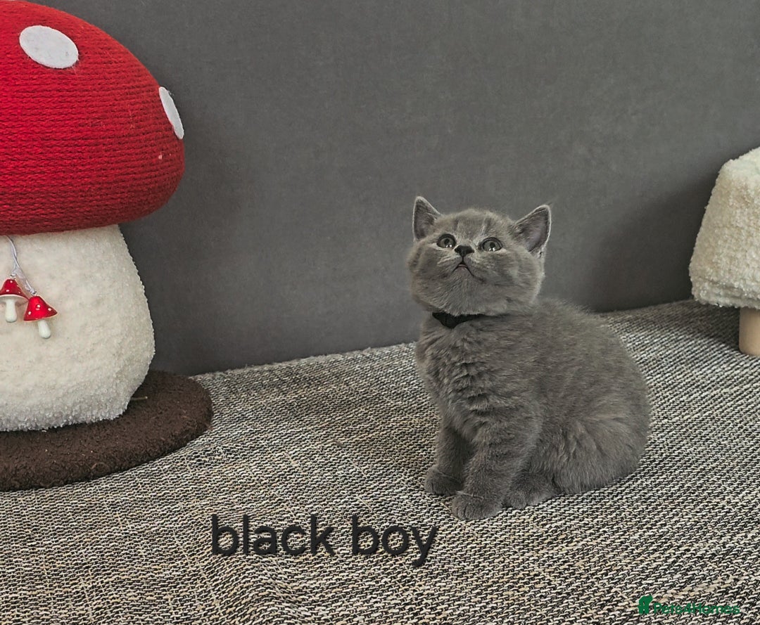 British Shorthair cats for sale: British Shorthair (last girl left) - Image 17