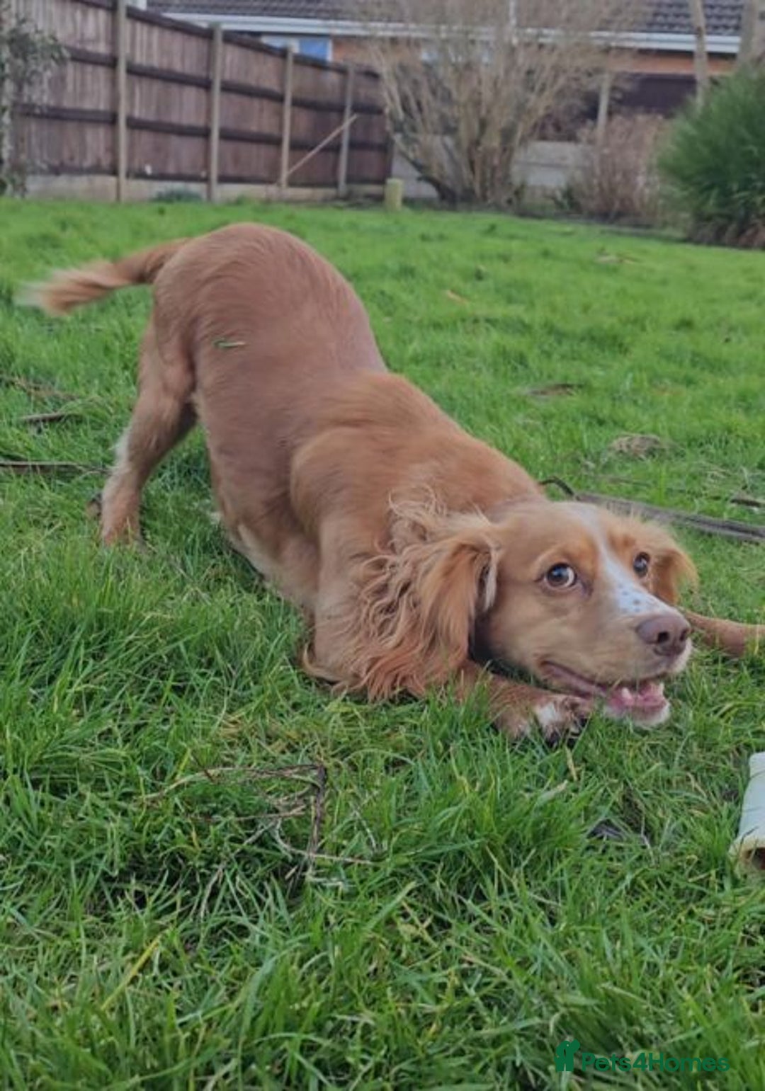 Cocker Spaniel dogs for sale: Working cocker spaniels  - Image 2