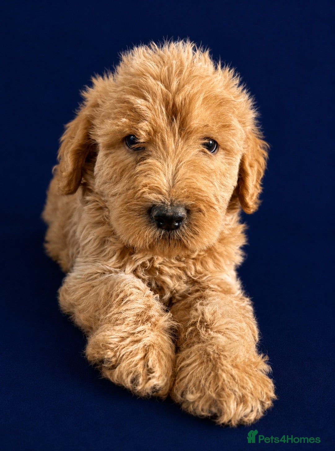 Labradoodle dogs Ready Soon! Beautiful F1b Labradoodles  - Advert 2