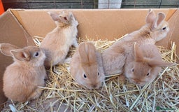Mini Lop rabbits for sale: 5 Sweet Baby Mini Lop Cross Rabbits - Image 3