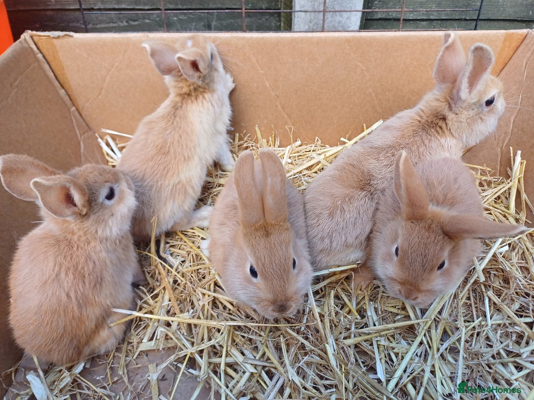 Mini Lop rabbits for sale: 5 Sweet Baby Mini Lop Cross Rabbits - Image 3