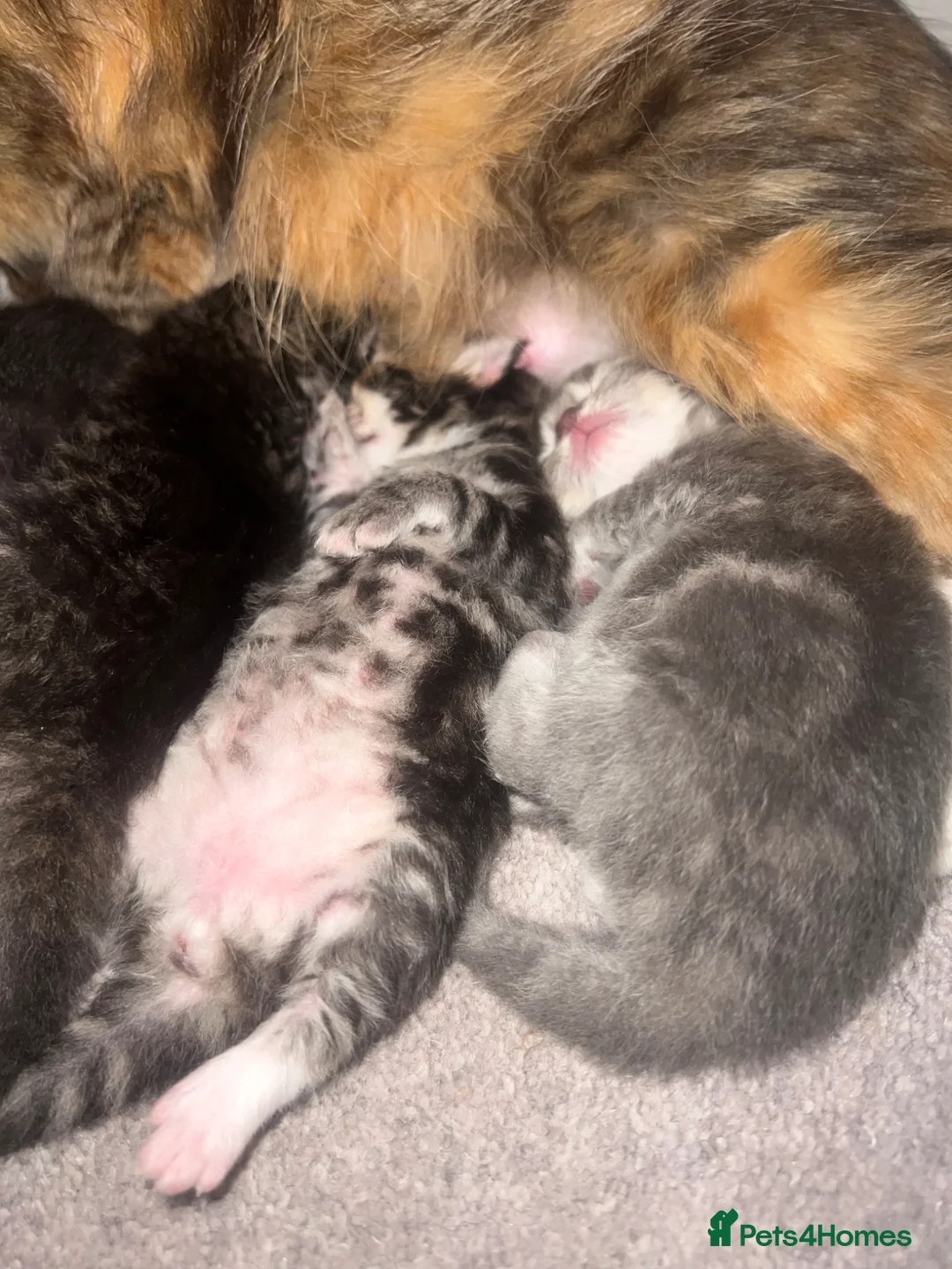 Persian cats for sale: Persian X Domestic Longhair Kittens for sale  - Advert 2