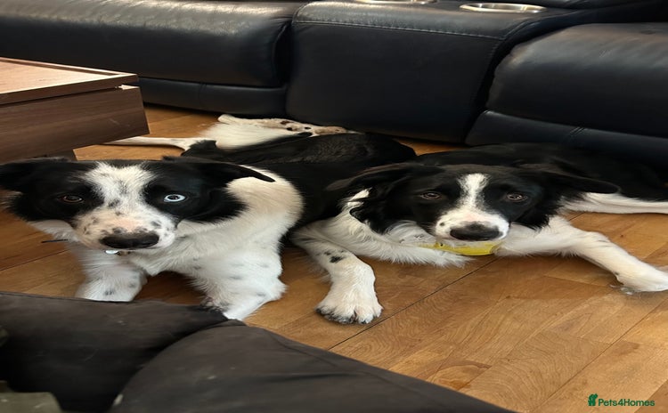 Border Collie dogs - Advert 1