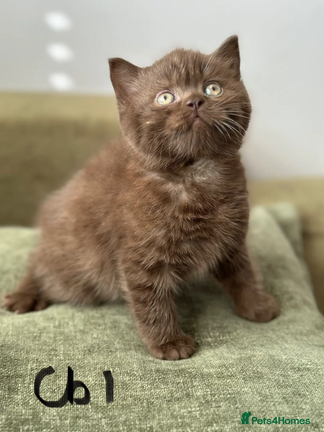 British Shorthair cats for sale: British shorthair kitten Chocolate - Advert 2