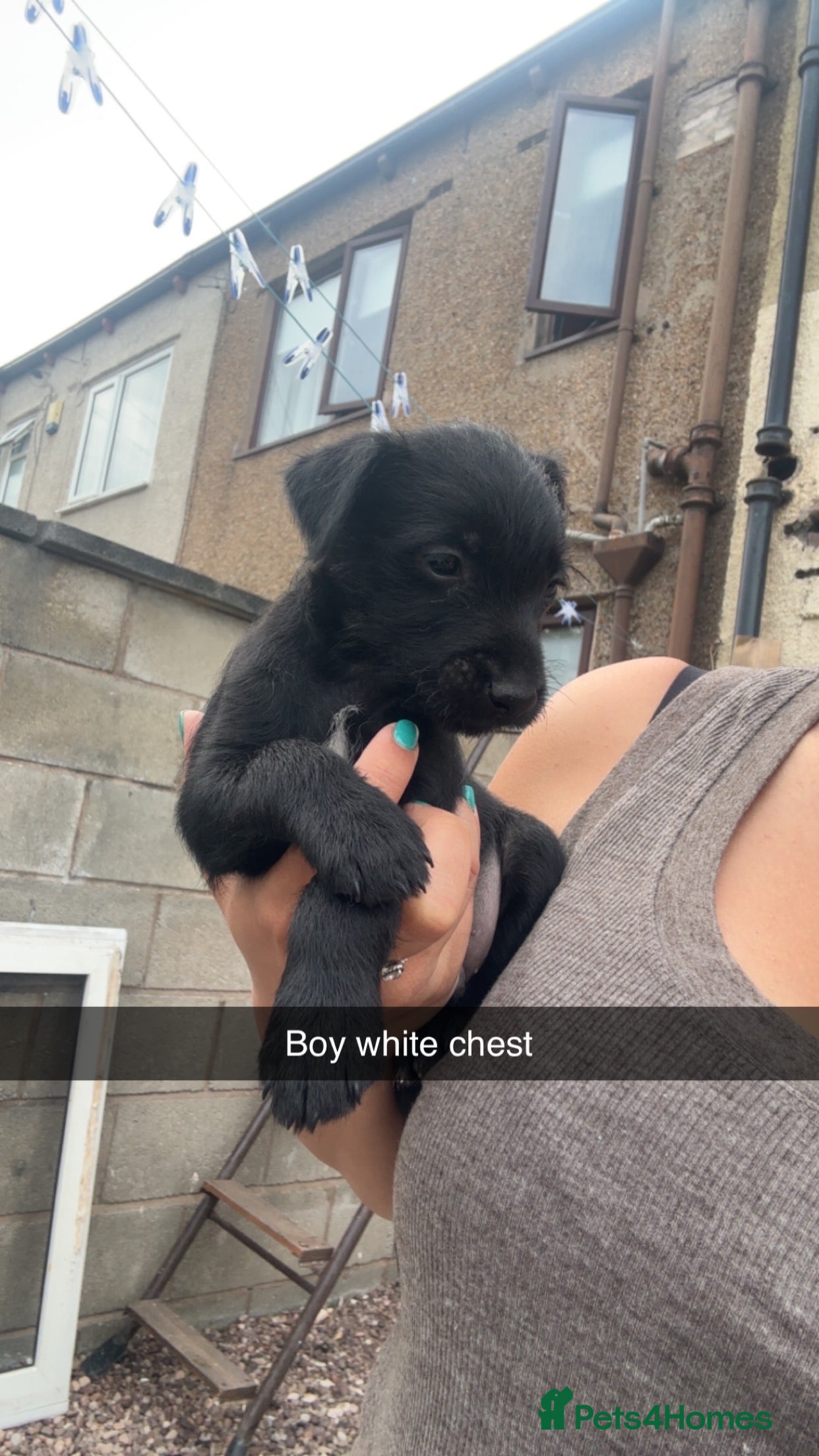 Patterdale Terrier dogs PURE Patterdale Terrier  - Advert 2