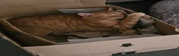 Mixed Breed cats for sale: Cats  in Dalkeith - Advert 6