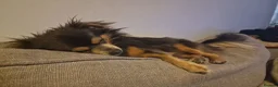 Chihuahua dogs for stud: Woody in Daventry - Advert 5