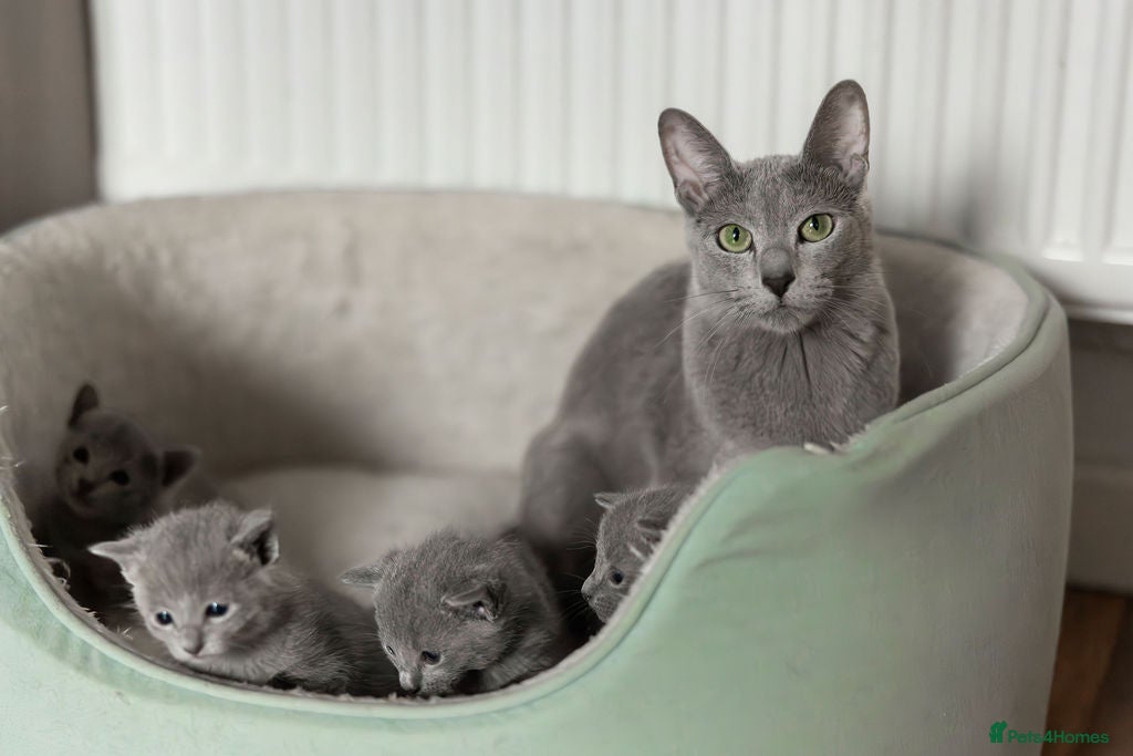 Russian Blue cats TICA Reg Boutique Russian Blue Kittens  - Advert 6