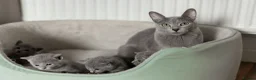 Russian Blue cats for sale: TICA Reg Boutique Russian Blue Kittens  - Advert 31