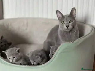 Russian Blue cats TICA Reg Boutique Russian Blue Kittens - Advert 6