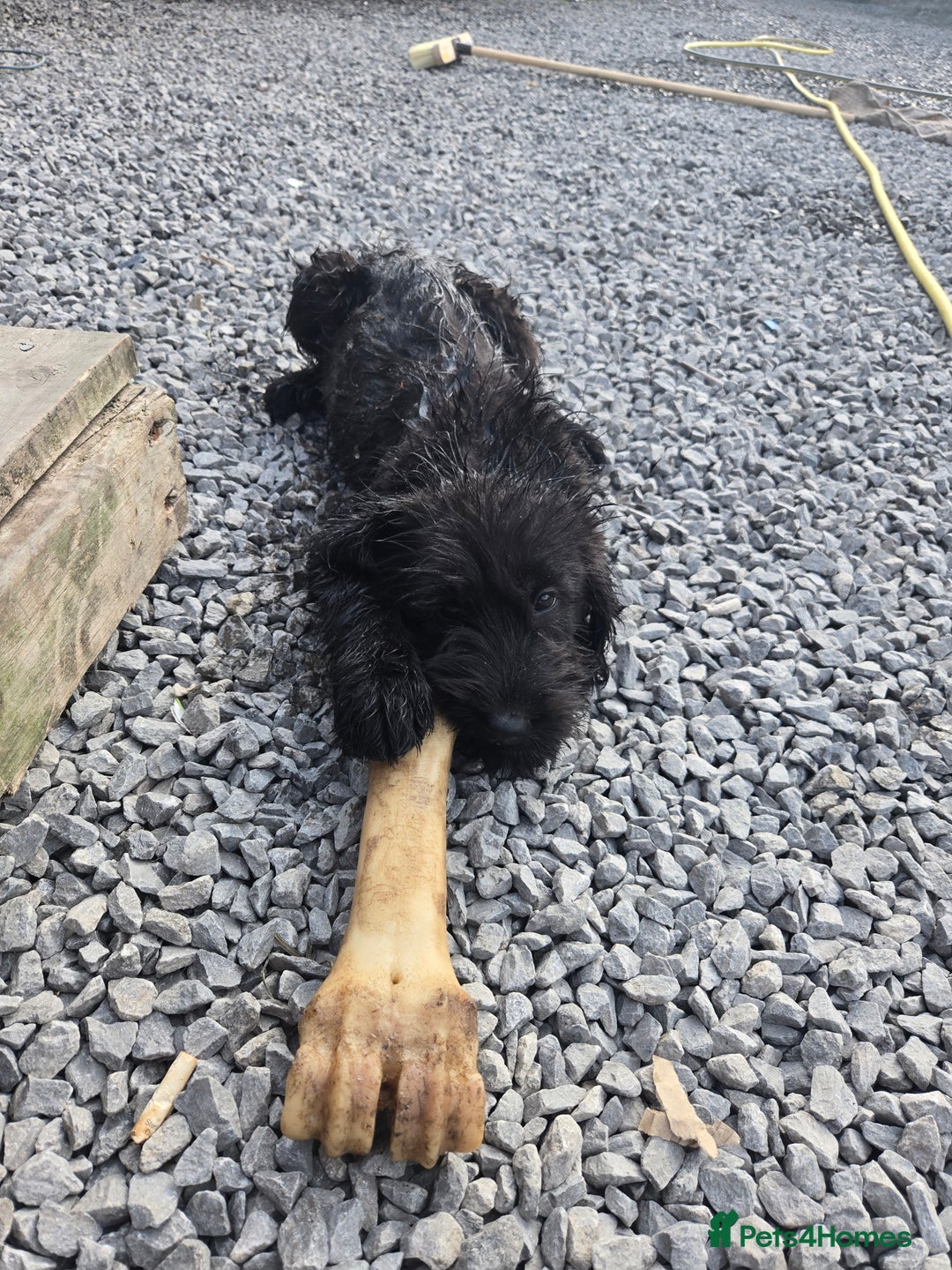 Mixed Breed dogs for sale: Giant Schnauzers x Caucasian shepherd  in Crook - Image 29